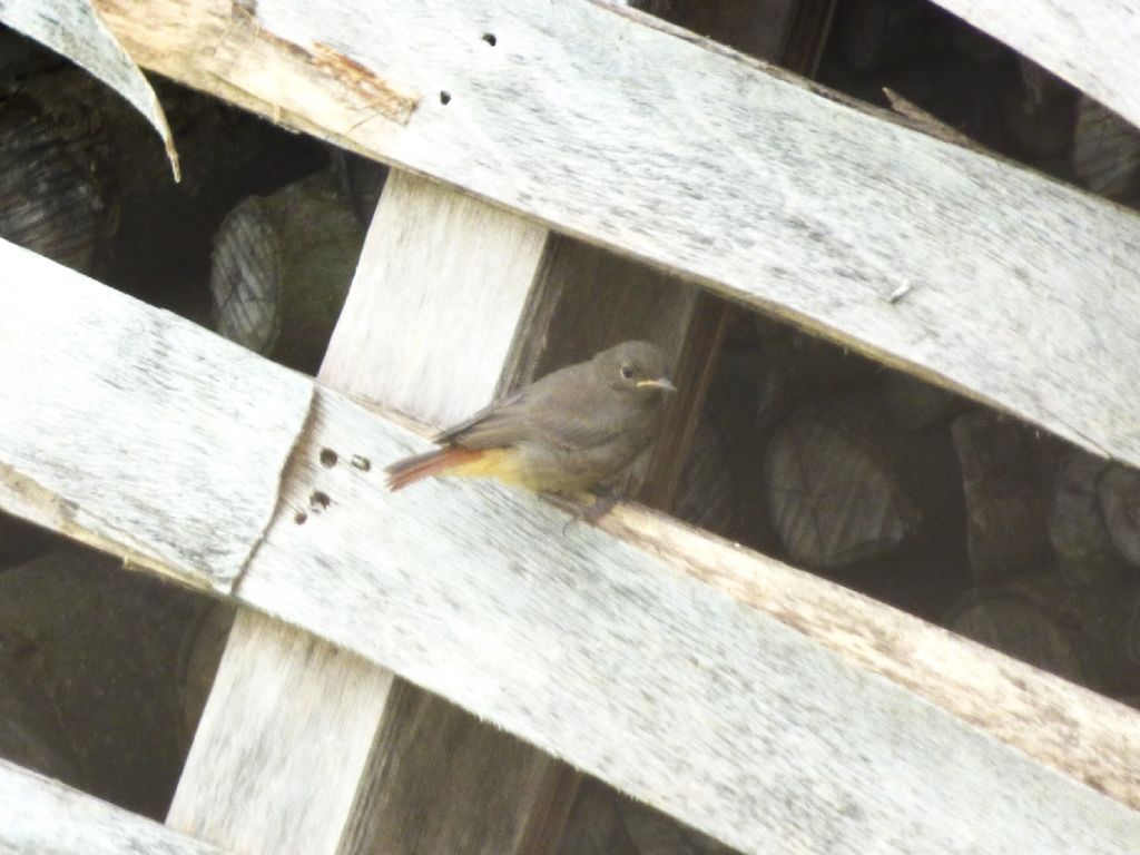 giovane Codirosso spazzacamino